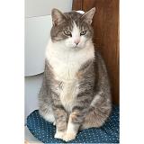 Photo de chat perdu à Bohars