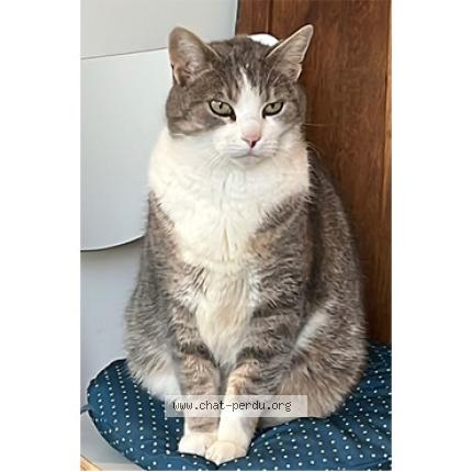 Photo 1/1 Ajax Chat perdu à Bohars