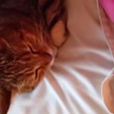 Photo de chat perdu à Biarritz