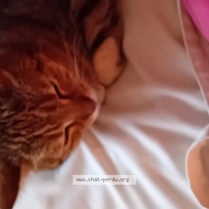 Photo 1/1 Savannah Chat perdu à Biarritz