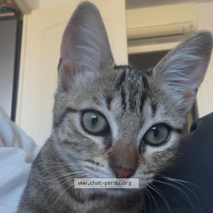 Photo 1/1 Chat retrouvé Perdu à La Trinite