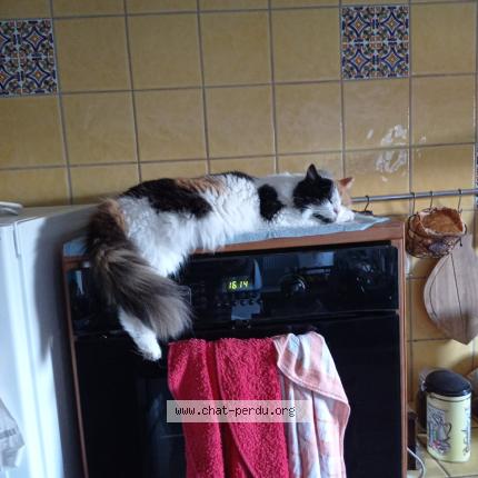 Photo de chat perdu à Mericourt