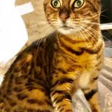 Photo de chat perdu à Courpiac