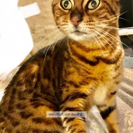 Photo 1/1 Gaby Chat perdu à Courpiac