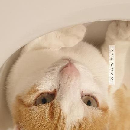 Photo 1/2 Pitou Chat perdu à Chatenoy le royal