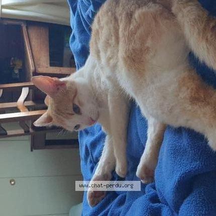 Photo 2/2 Pitou Chat perdu à Chatenoy le royal