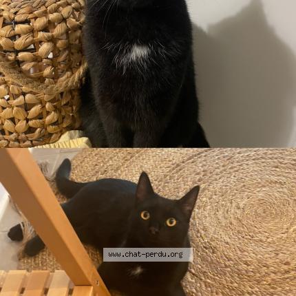 Photo 1/1 Luffy Chat perdu à Orvault