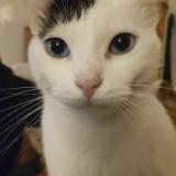 Photo de chat perdu à Carpentras