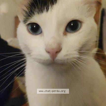 Photo 1/1 Plume Chat perdu à Carpentras