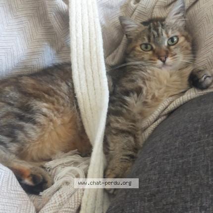 Photo 1/1 Ivette Chat perdu à Foix