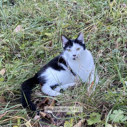 Photo 1/1 Chat retrouvé Perdu à Quillan