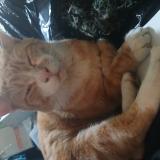 Photo de chat perdu à Orange