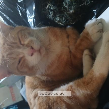 Photo 1/1 Ginger Chat perdu à Orange