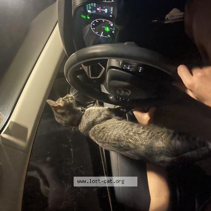 Photo 1/1 Bear Chat perdu à Glenpoil