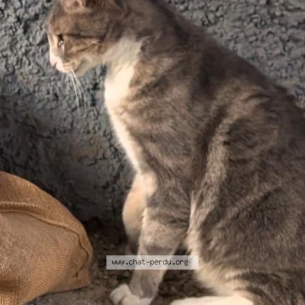 Photo 1/1 Chat retrouvé Perdu à Duttlenheim