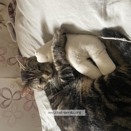 Photo 1/1 Benus Chat perdu à Vismes au val