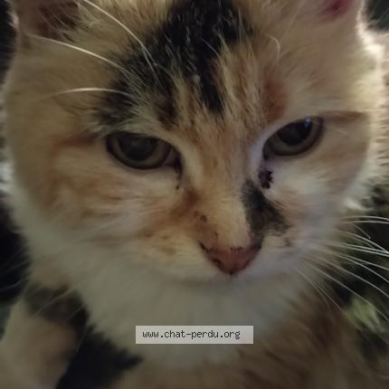 Photo 1/1 Chat retrouvé Perdu à Blois
