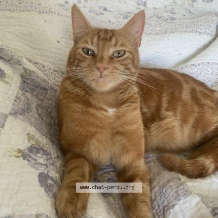 Photo 1/1 Tirou Chat perdu à La teste de buch