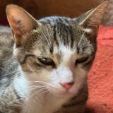 Photo de chat perdu à Dampierre En Yvelines