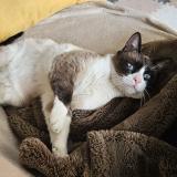 Photo de chat trouvé à Nimes