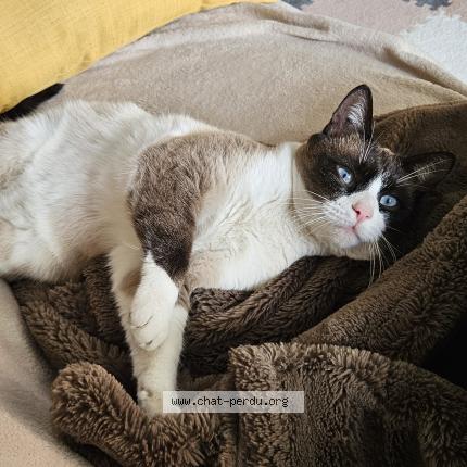 Photo 1/1 Chat trouvé Trouvé à Nimes