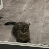 Photo de chat perdu à Lomme