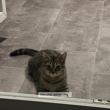 Photo 1/1 KIRA Chat perdu à Lomme