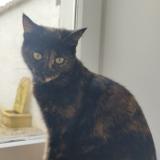 Photo de chat perdu à Thaire