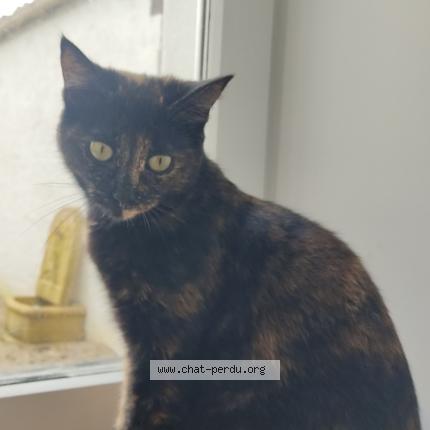 Photo 1/1 Tchipy Chat perdu à Thaire