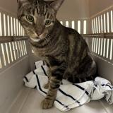 Photo de chat perdu à Boynton Beach