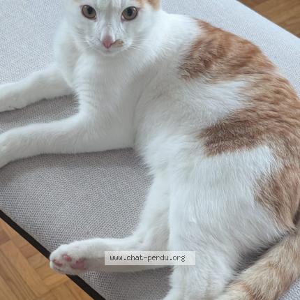 Photo 1/1 Barney Chat perdu à Duillier