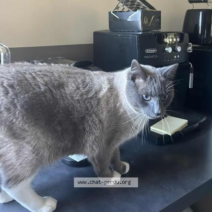 Photo 1/1 Sky Chat perdu à Anveville