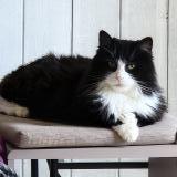 Photo de chat perdu à Lucon