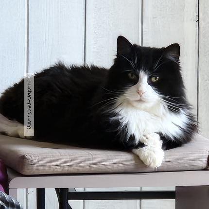 Photo 1/1 Milo Chat perdu à Lucon