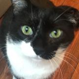 Photo de chat perdu à Toulouse