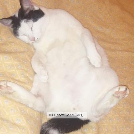 Photo de chat perdu à Nerac