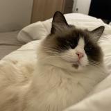 Photo de chat perdu à Puteaux