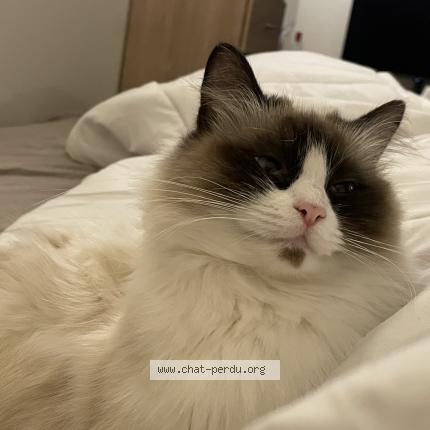 Photo 1/1 Maomao Chat perdu à Puteaux