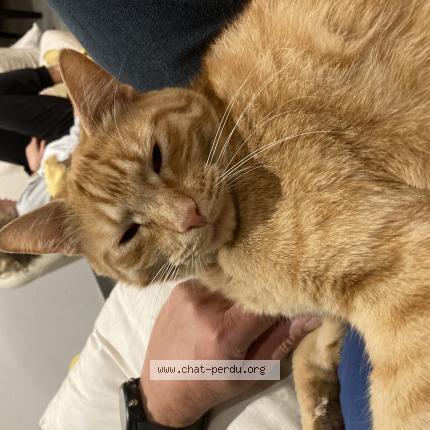 Photo 1/1 Chat retrouvé Perdu à Bourgneuf en retz