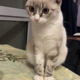 Photo de chat perdu à Bonneville