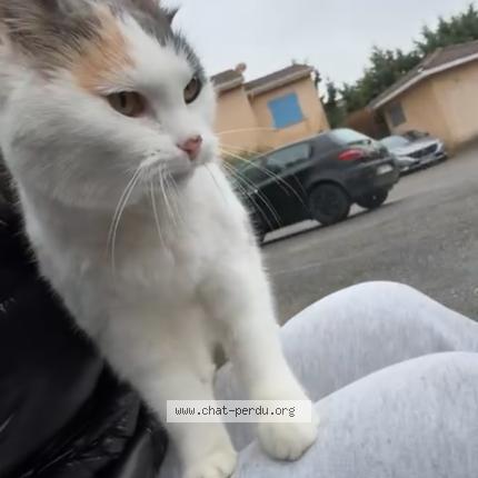 Photo 1/1 Chat trouvé Trouvé à Corbas