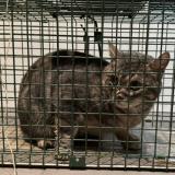 Photo de chat trouvé à Boulogne Billancourt