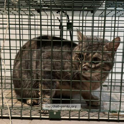 Photo 1/1 Chat trouvé Trouvé à Boulogne billancourt