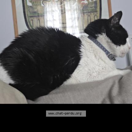 Photo 1/1 Chat retrouvé Perdu à Nantes