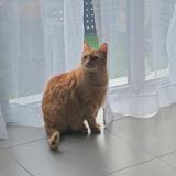 Photo de chat perdu à Lancon Provence