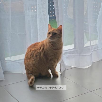 Photo 1/1 Clochette Chat perdu à Lancon provence