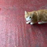 Photo de chat trouvé à Toulouse