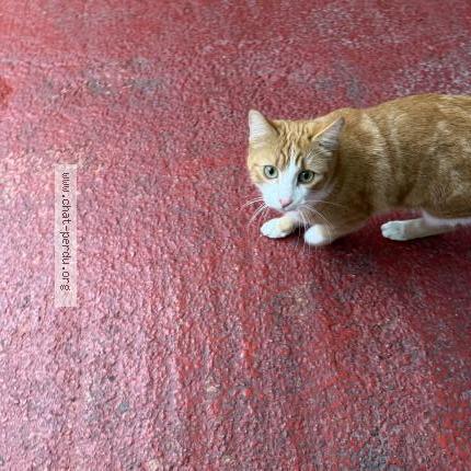 Photo 1/1 Chat trouvé Trouvé à Toulouse