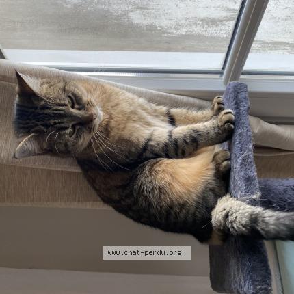 Photo 1/1 Chat retrouvé Perdu à Auvers sur oise