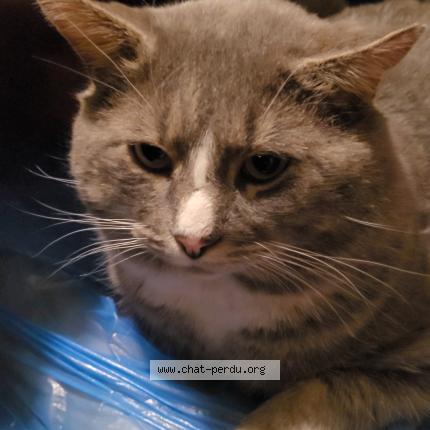 Photo 1/1 Box Chat perdu à Laval